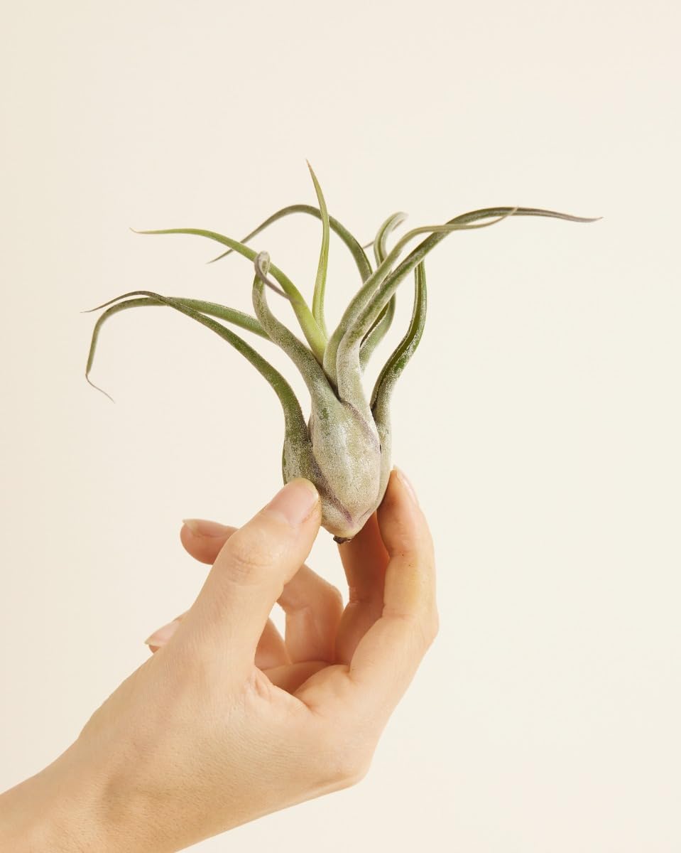 plnts-babyplnts-tillandsia-caput-medusae-luftpflanze-10-cm image 2