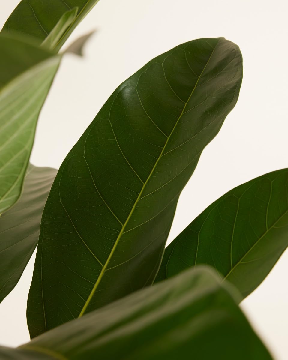 plnts-rareplnts-ficus-roy-zimmerpflanze-75-cm-feige image 3