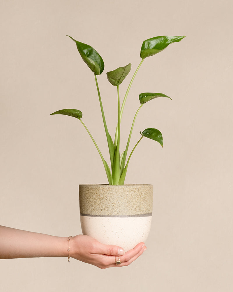 feey-variado-alocasia-tiny-dancer-zimmerpflanze-ohne-bertopf image 1