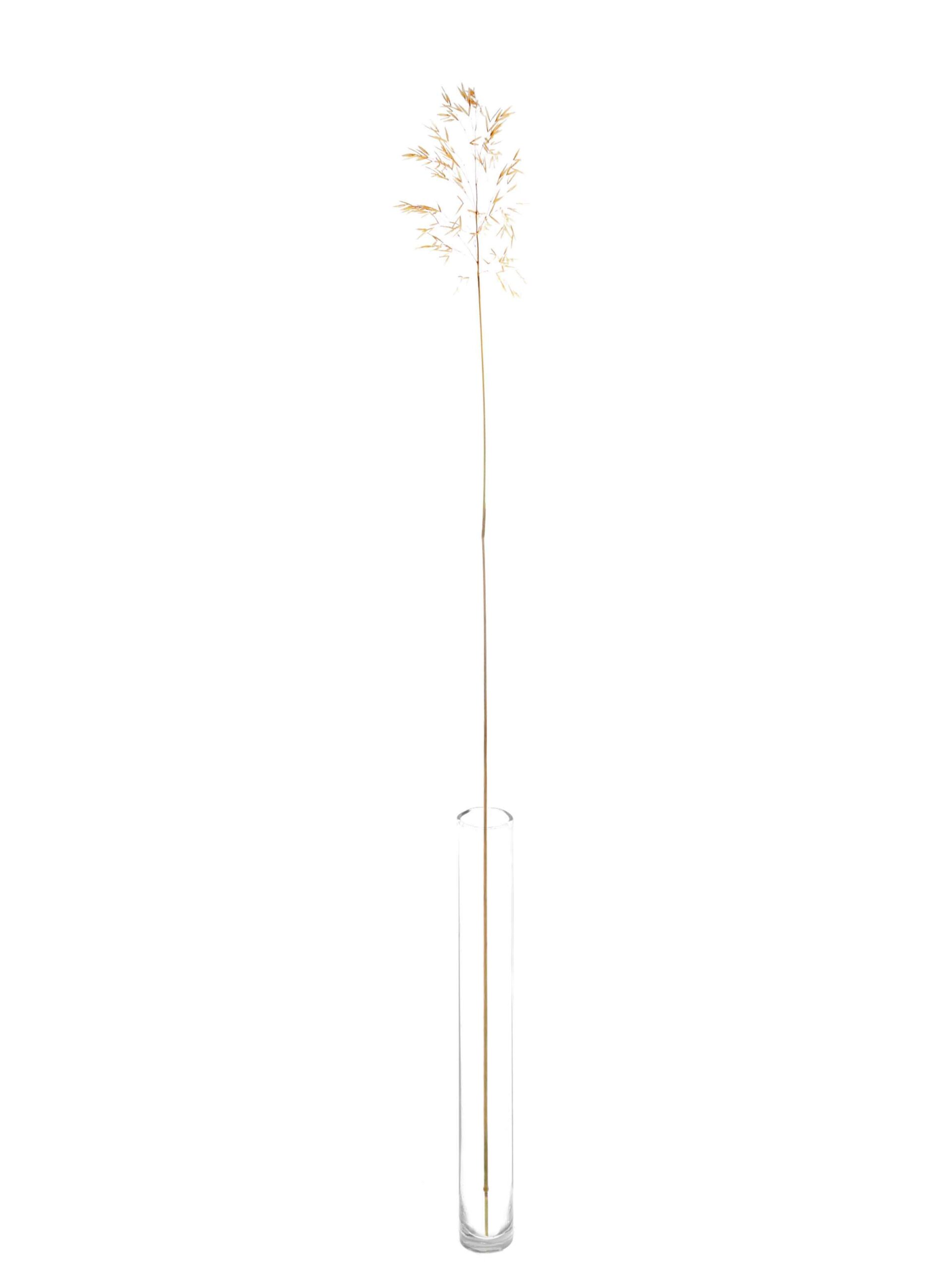 blumigo-ziergras-xl-mit-hren-trockengras-goldgelb image 4