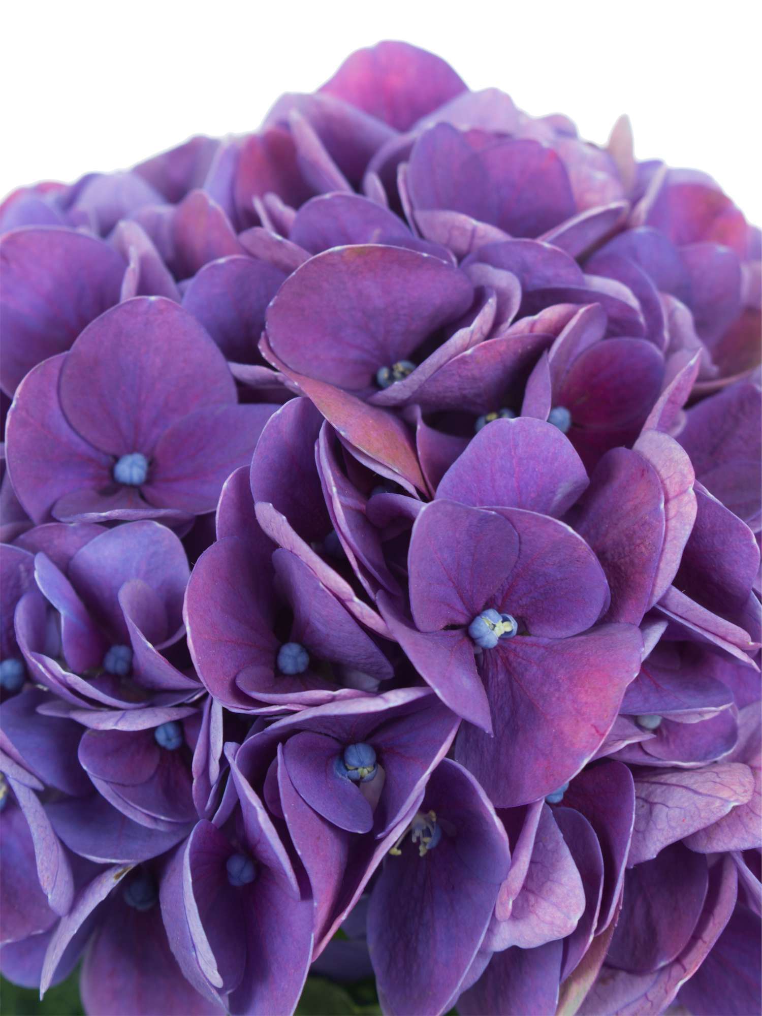 blumigo-hortensien-magical-crimson-lila-schnittblume image 3