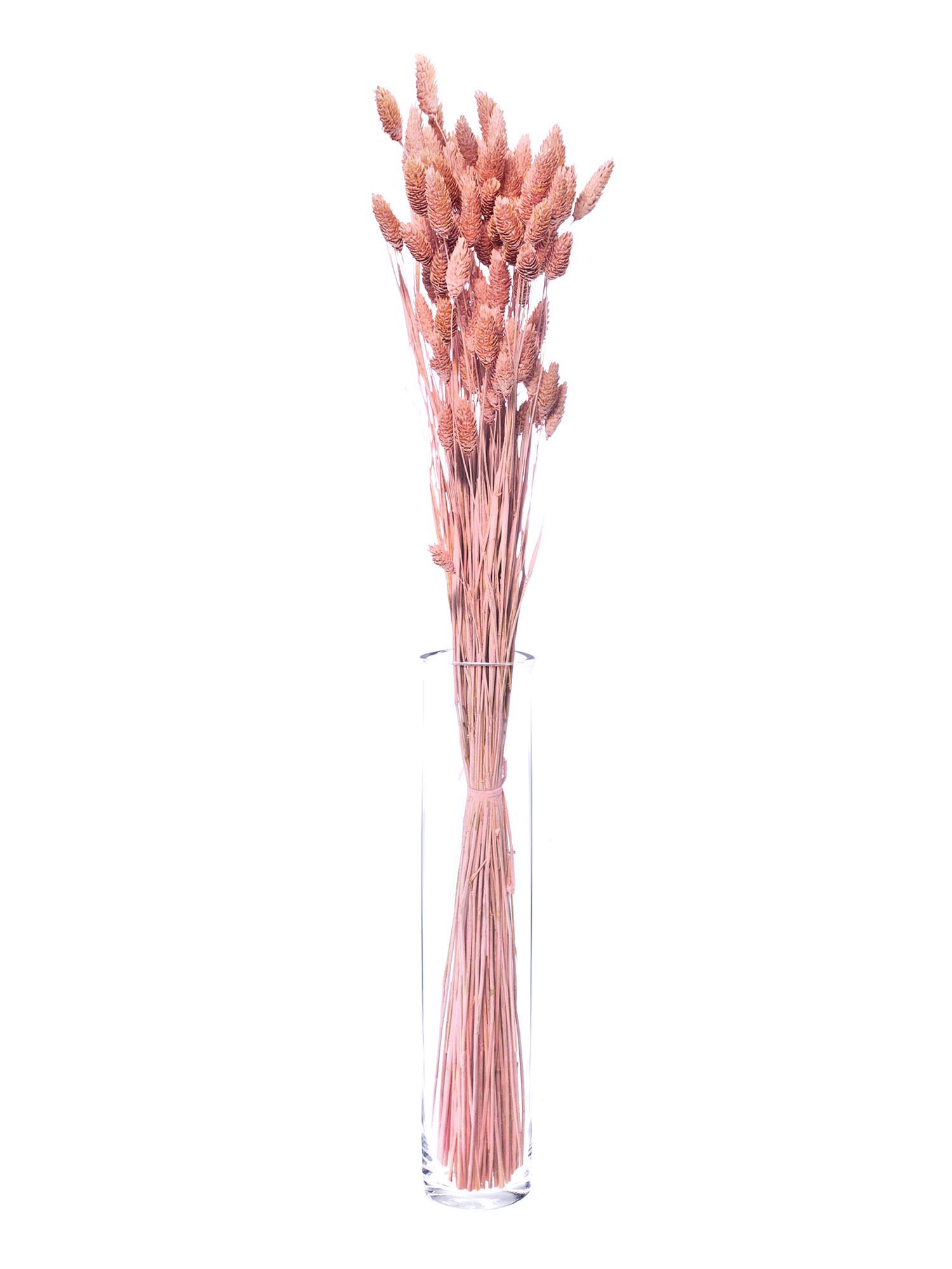 blumigo-trockenblumen-phalaris-glanzgr-ser-rosa image 3