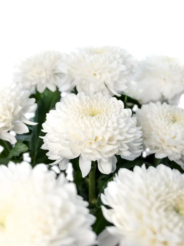 blumigo-chrysanthemen-evidence-schnittblumen-weiss image 1
