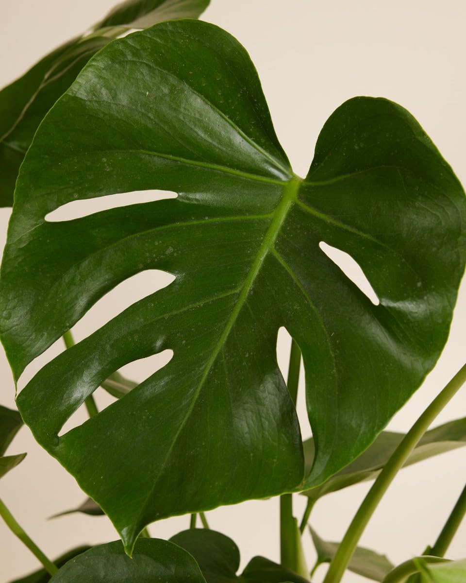 plnts-rareplnts-monstera-deliciosa-zimmerpflanze-65cm-17cm-topf image 3