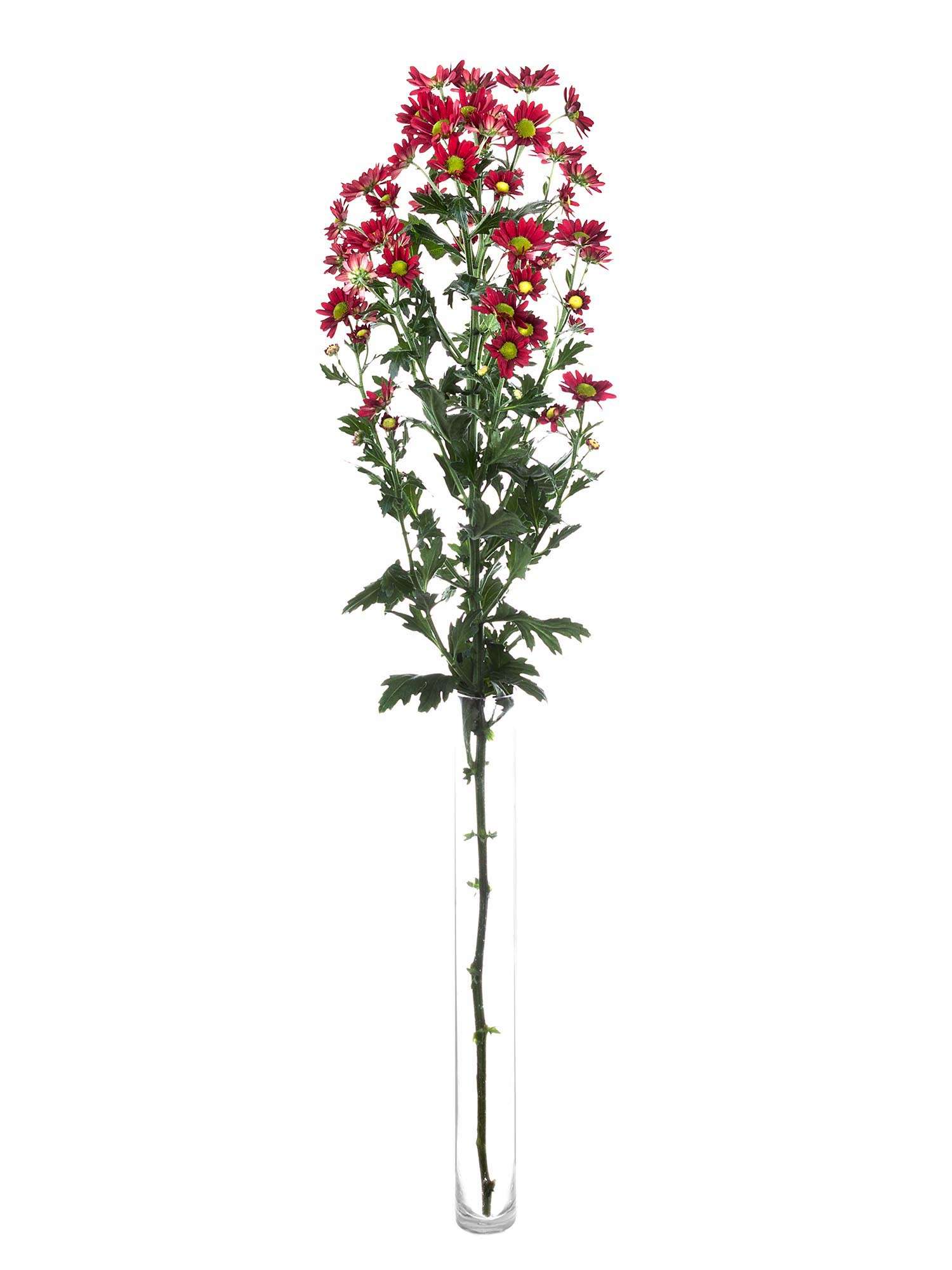 blumigo-dung-red-santini-chrysantheme-rot-schnittblume image 3