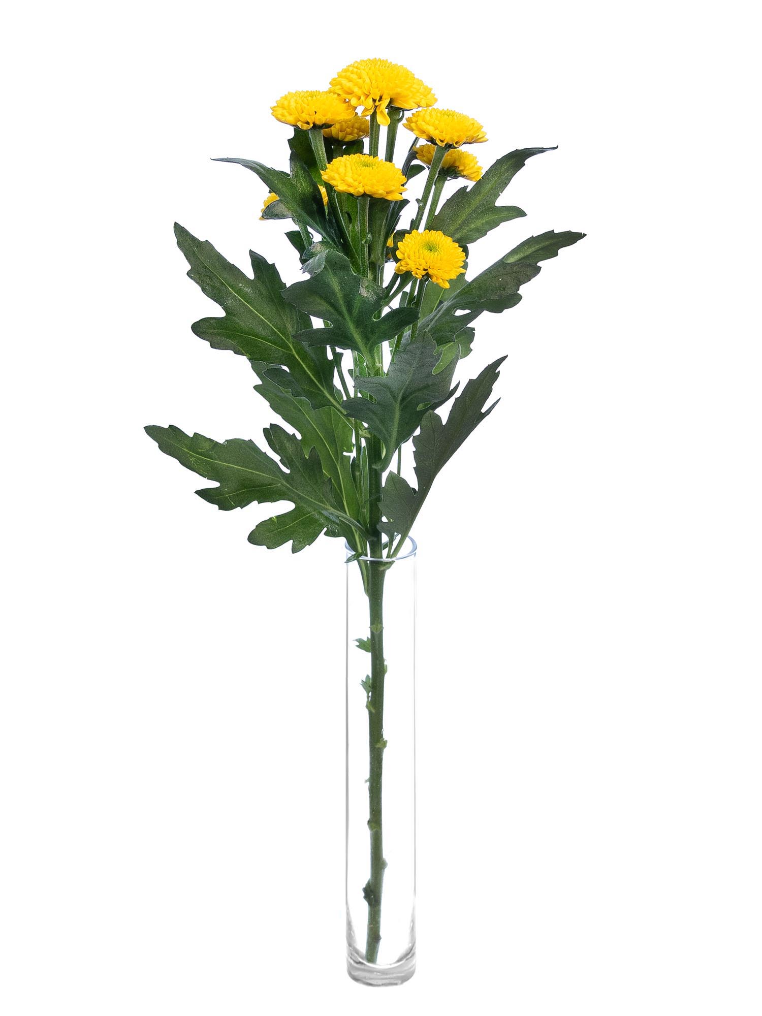 blumigo-chrysanthemen-santinis-aurinko-schnittblumen-gelb image 3