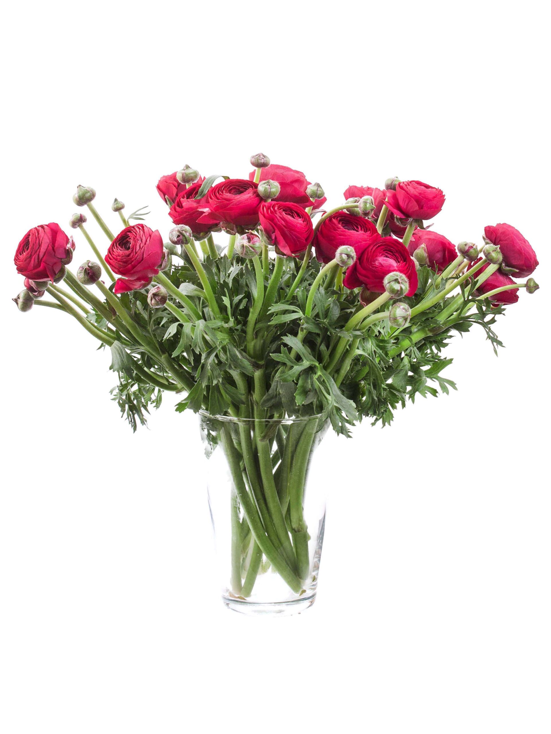 blumigo-ranunkeln-xl-cloni-laser-schnittblumen-pink image 2