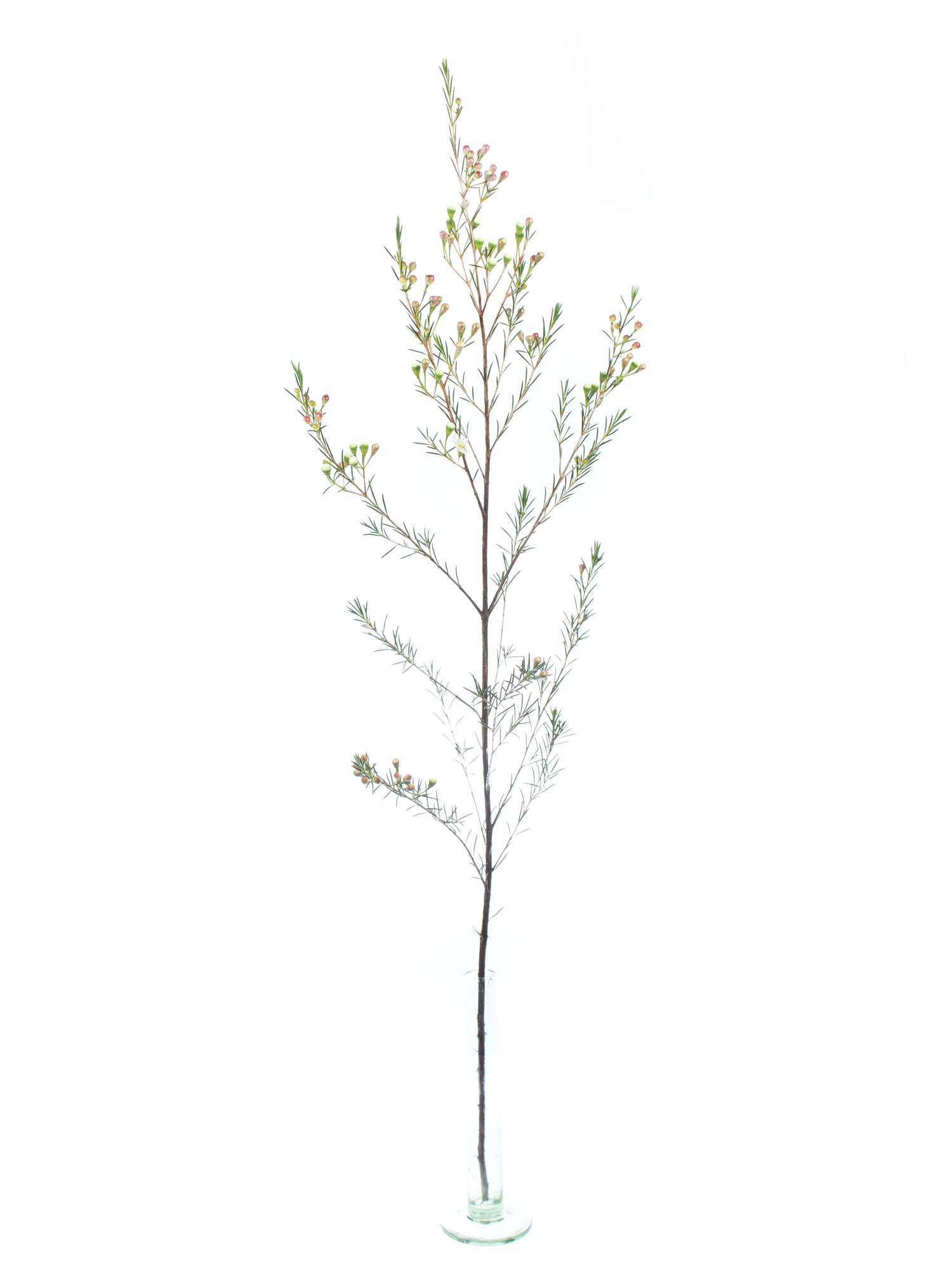 blumigo-blattwerk-wachsblume-ofir-wei-schnittblume image 3
