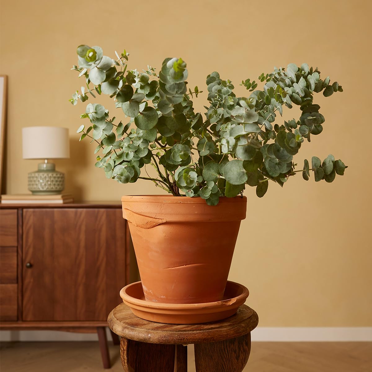 plnts-rareplnts-eucalyptus-gunnii-zimmerpflanze-17cm-50cm-duft image 6
