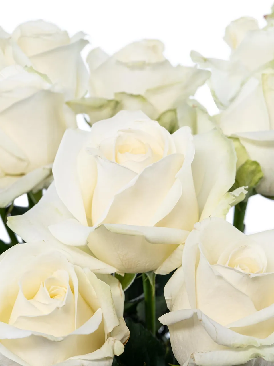 blumigo-rosen-avalanche-schnittrose-wei-gro-bl-tig image 1