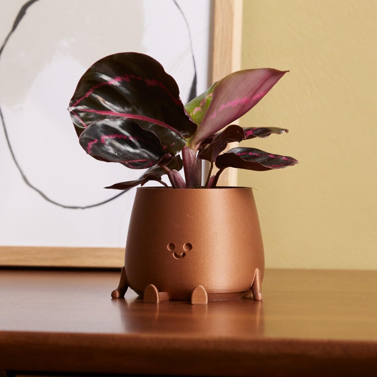 plnts-babyplnts-calathea-dottie-zimmerpflanze-15-cm-rosa image 6