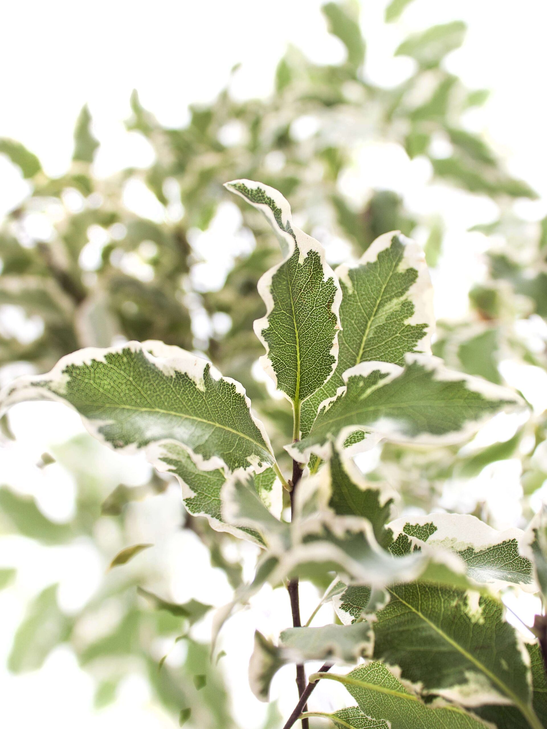 blumigo-pittosporum-nigra-bindegr-n-gr-n-wei-stiel image 1
