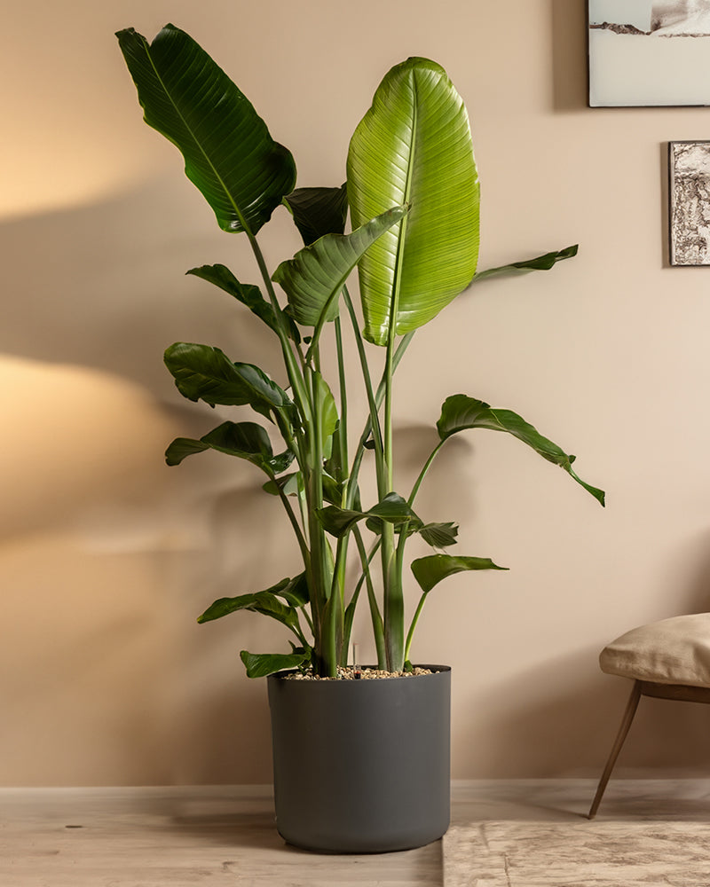 feey-lumi-kunststoff-topf-35-cm-weiss image 2