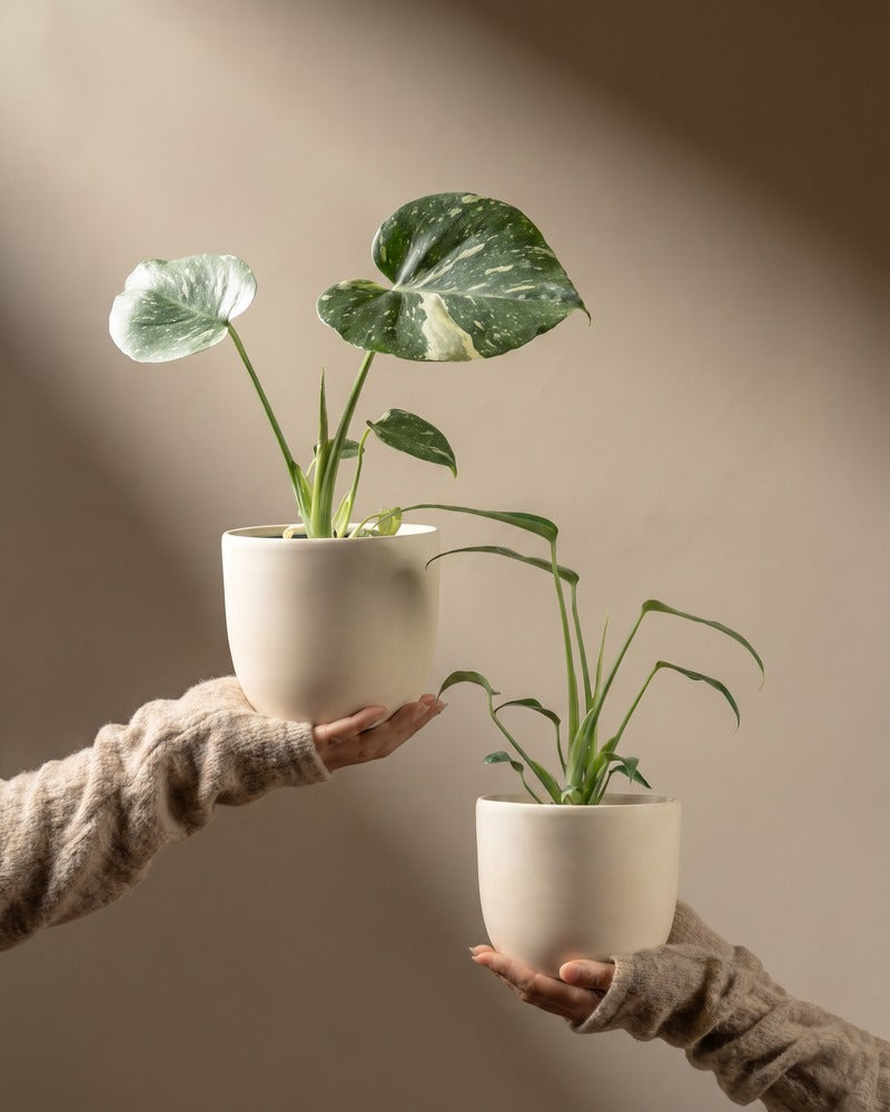 feey-variado-monstera-rarit-ten-duo-thai-flame-set image 1