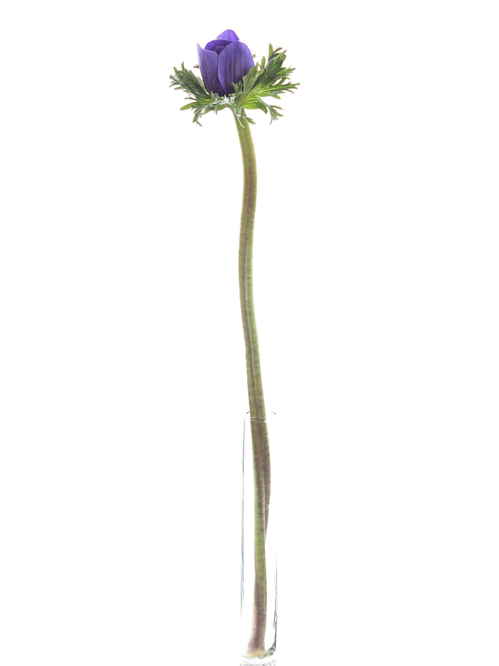 blumigo-mistral-anemone-xl-blau-schnittblume image 3