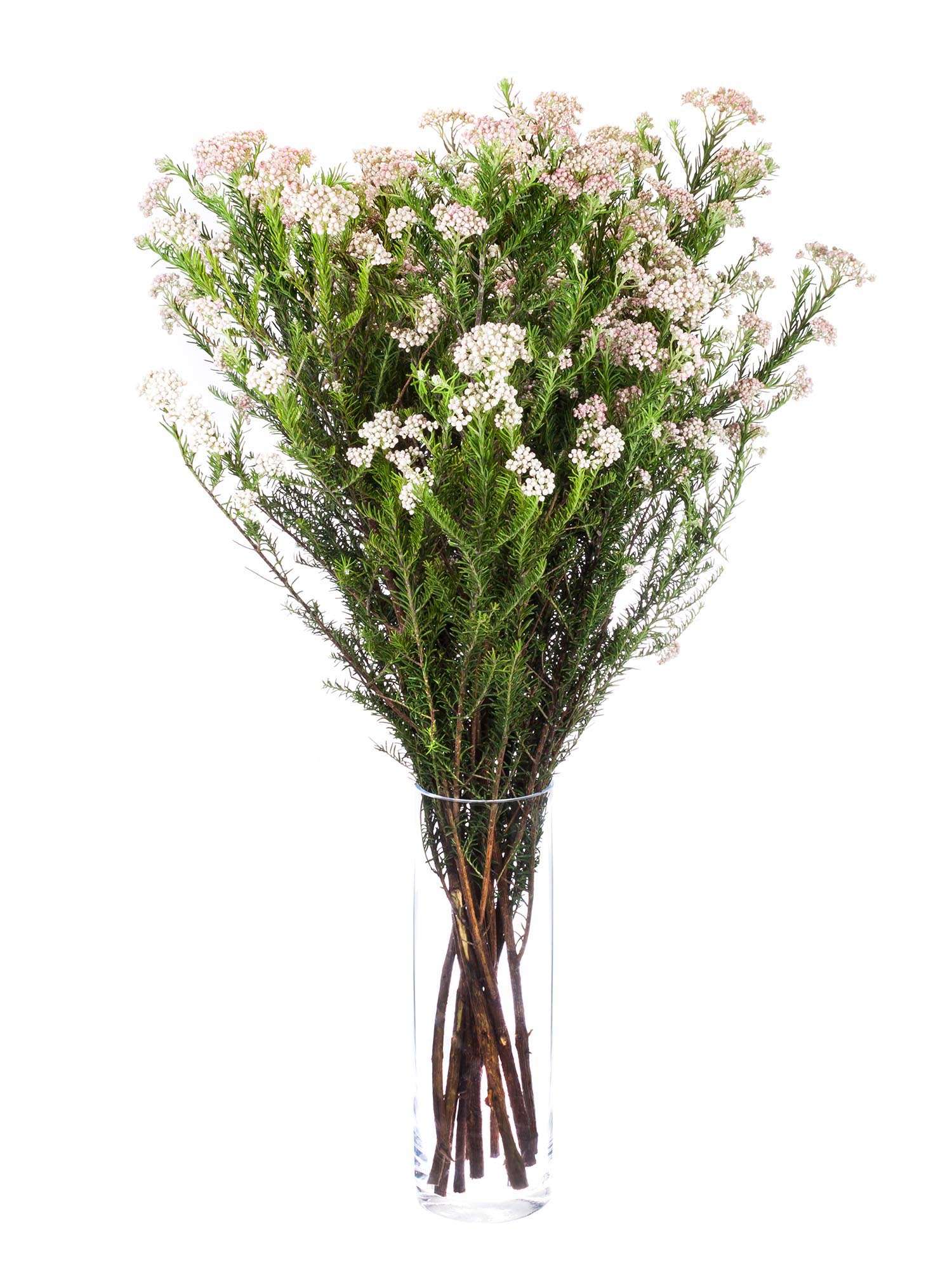 blumigo-pearl-rose-reisblume-rosa-creme-frisch image 2