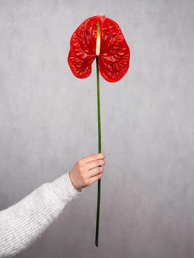 blumigo-casino-anthurie-rot-schnittblume-einzelstiel image 1