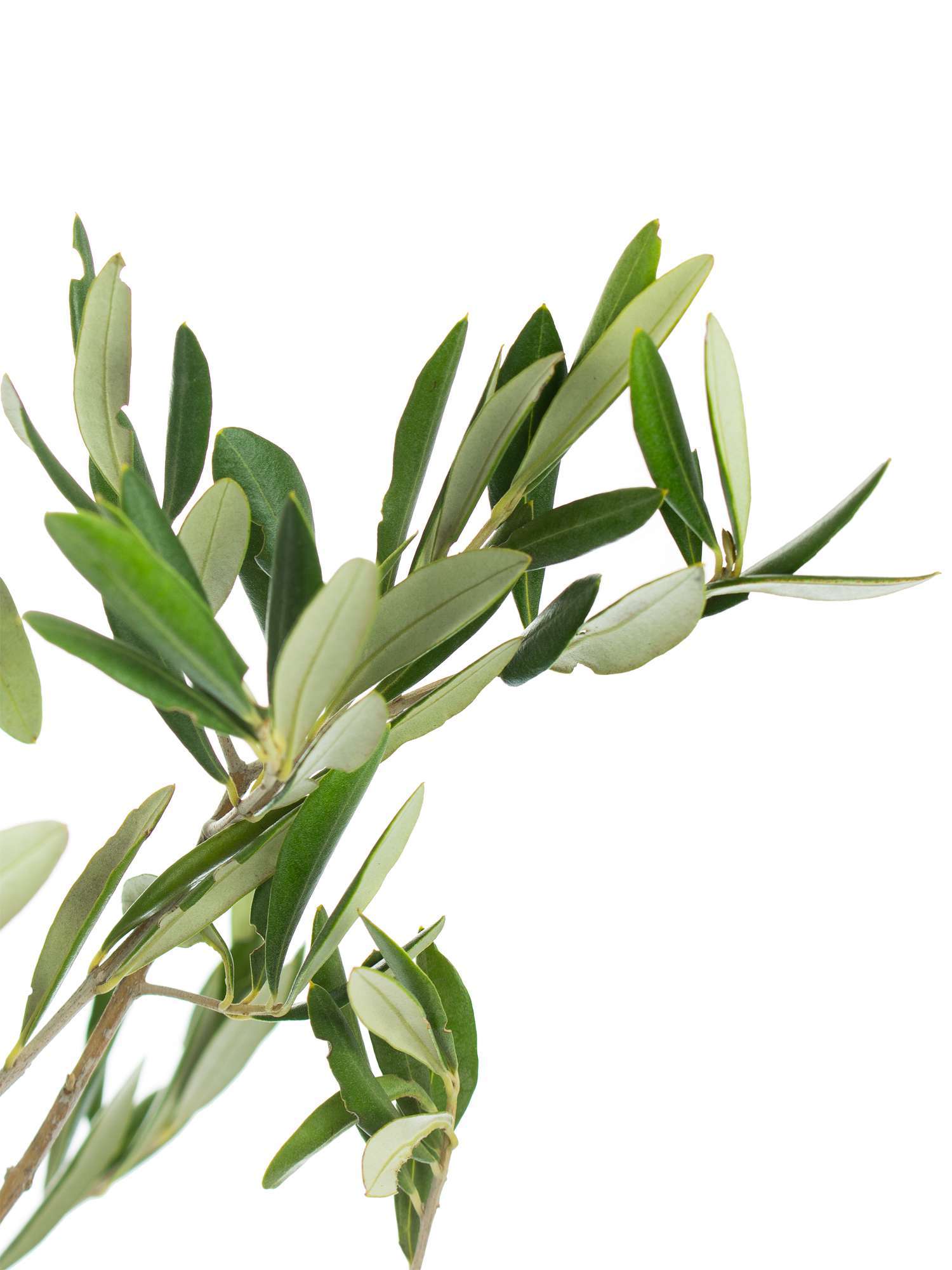 blumigo-exklusives-greenery-olivenzweige-bund-frisch-50-cm image 2