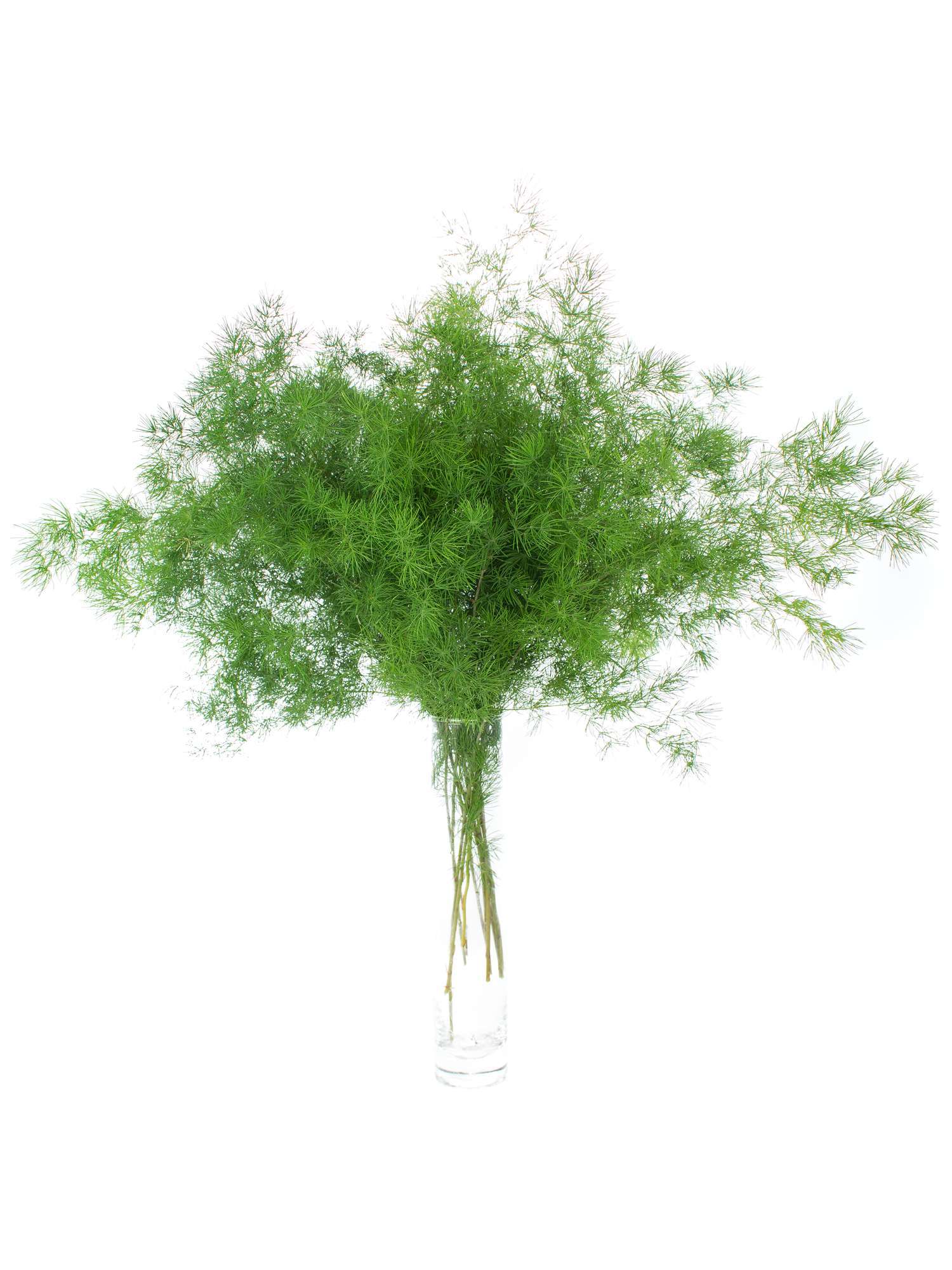 blumigo-asparagus-umbellatus-schnittgr-n-frisch-gr-n image 4