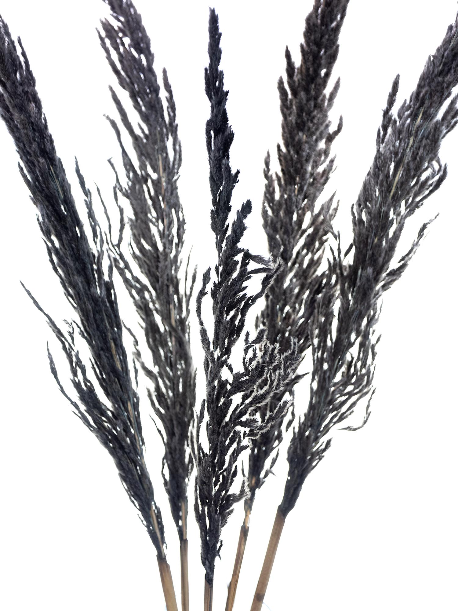 blumigo-pampasgras-erianthus-schwarz-trockendeko image 1