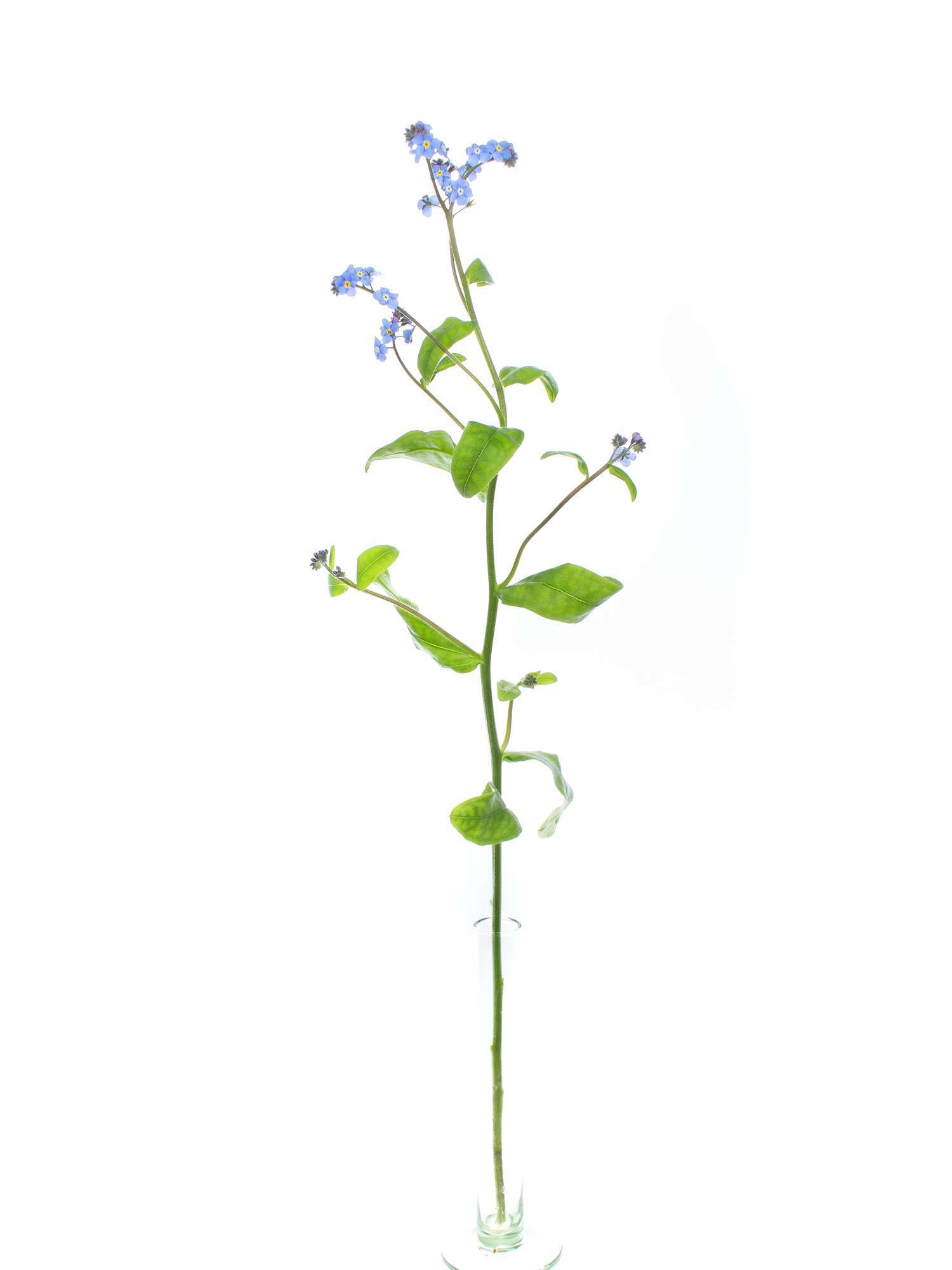 blumigo-blattwerk-myosotis-vergissmeinnicht-schnittblume-blau image 5