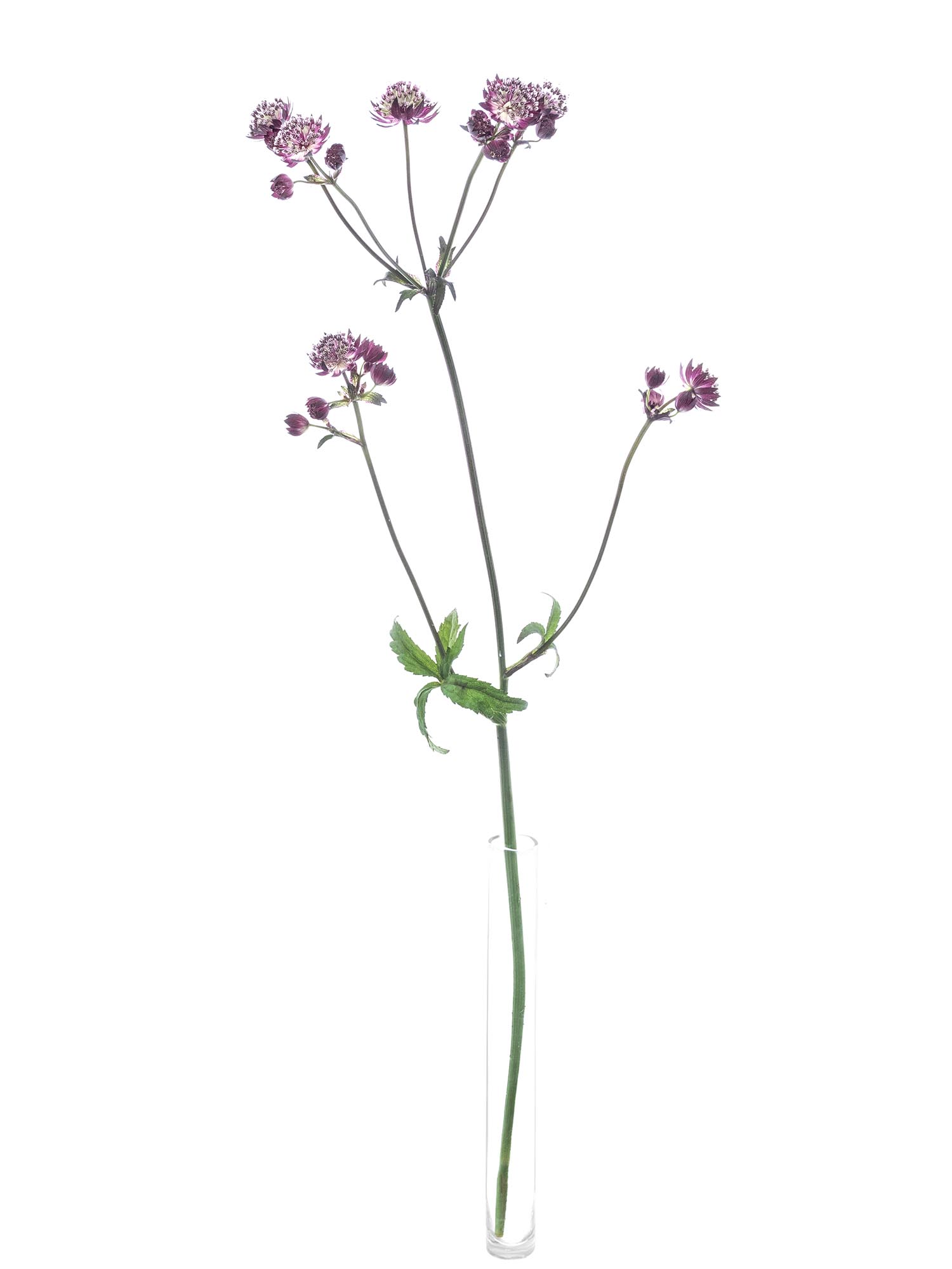 blumigo-blattwerk-astrantia-roma-sterndolde-altrosa-schnittblume image 3