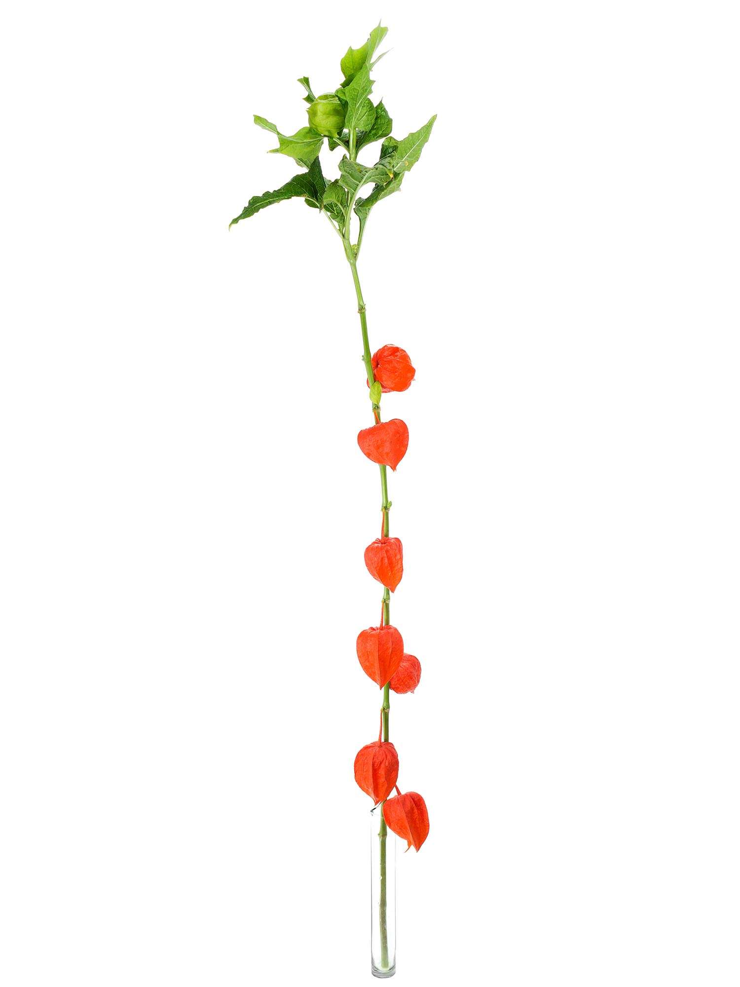 blumigo-herbstdeko-physalis-lampionblume-orange-trockendeko image 2