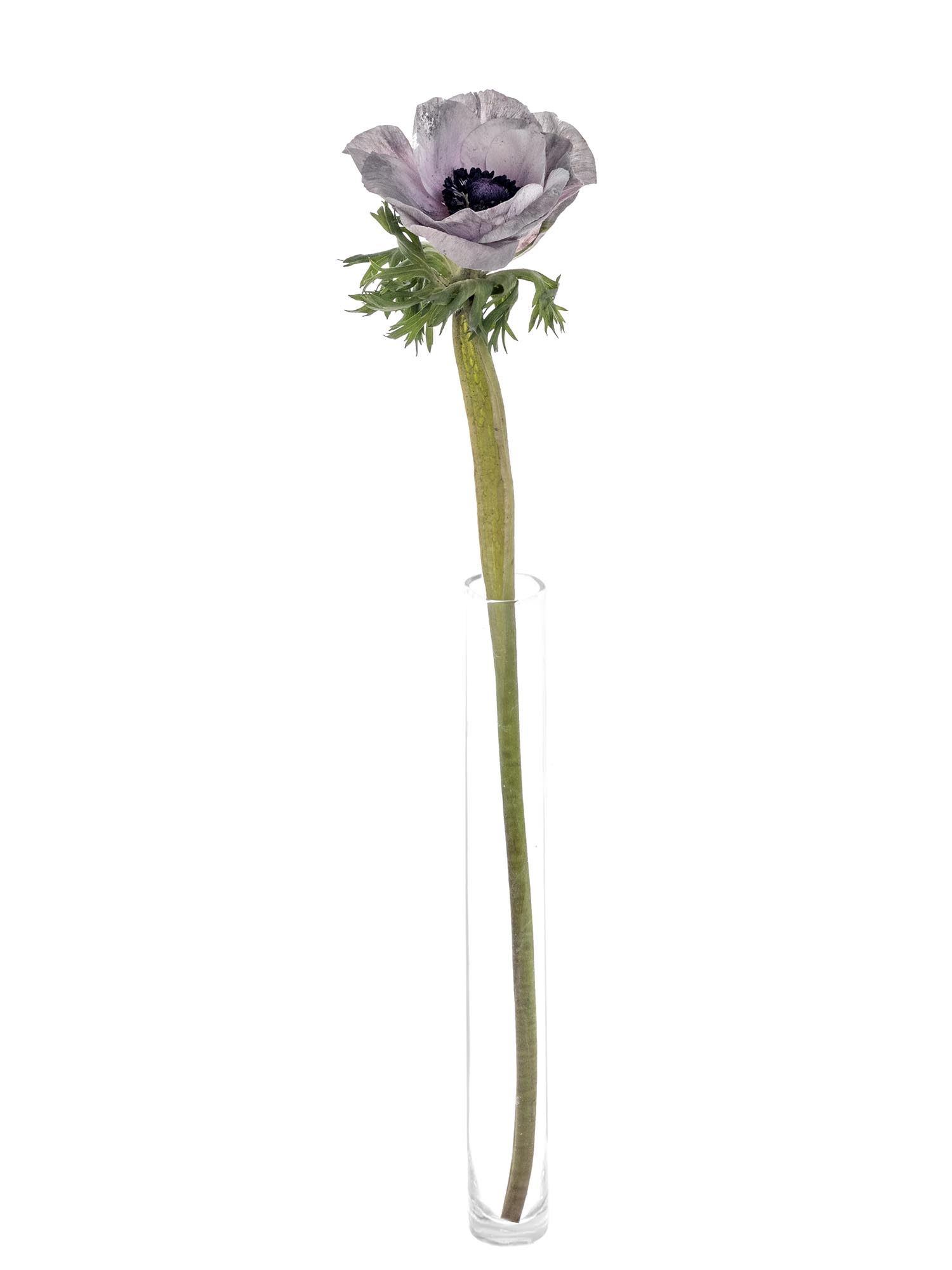 blumigo-anemonen-xl-mistral-powder-grey-grau-violett-schnittblume image 5
