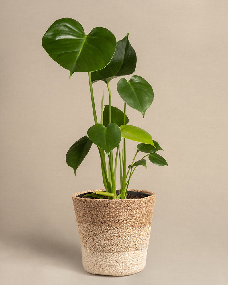 feey-variado-monstera-deliciosa-fensterblatt-ohne-bertopf image 7