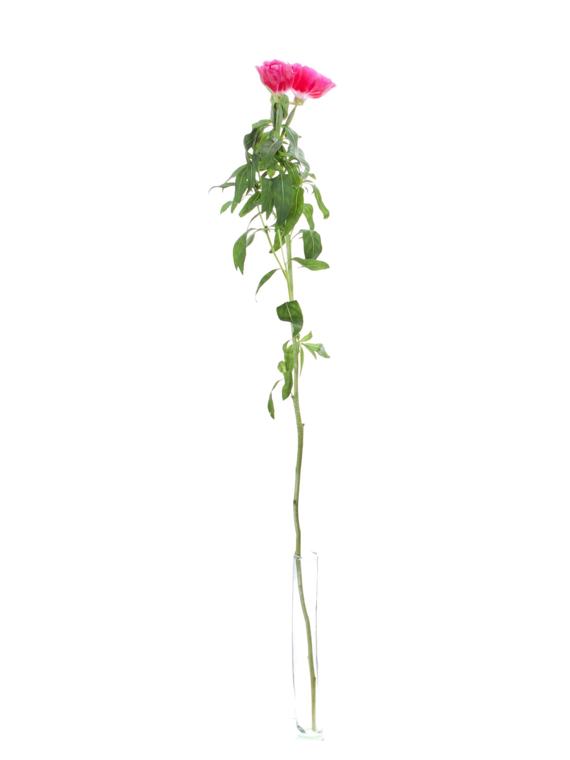 blumigo-clarkia-sommerazalee-schnittblumen-bunte-mischung image 3