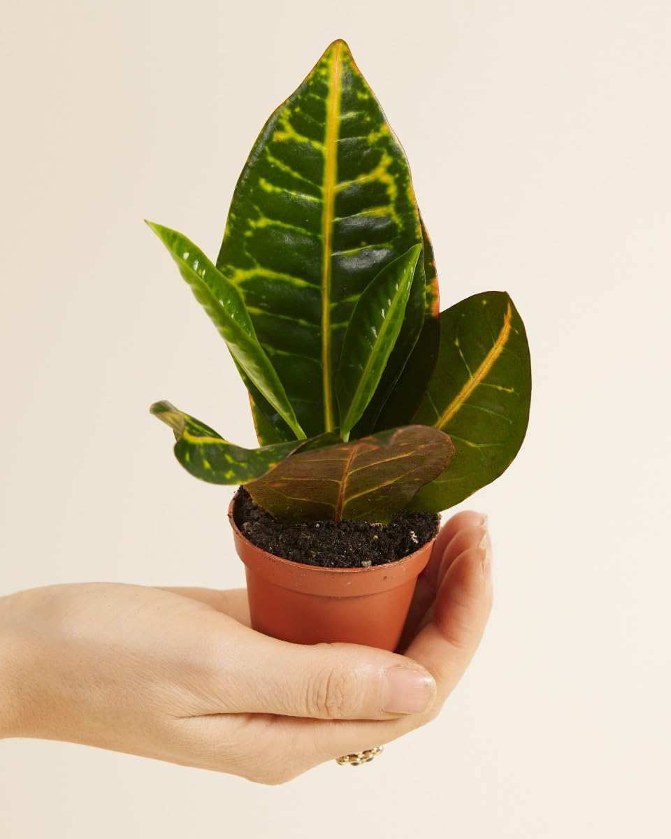 plnts-babyplnts-codiaeum-petra-wunderstrauch-zimmerpflanze-6cm-topf image 2