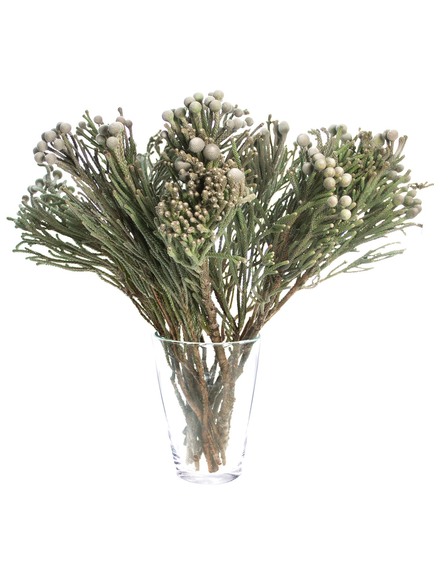 blumigo-brunia-nodiflora-schneebusch-silber-wei-bund image 2