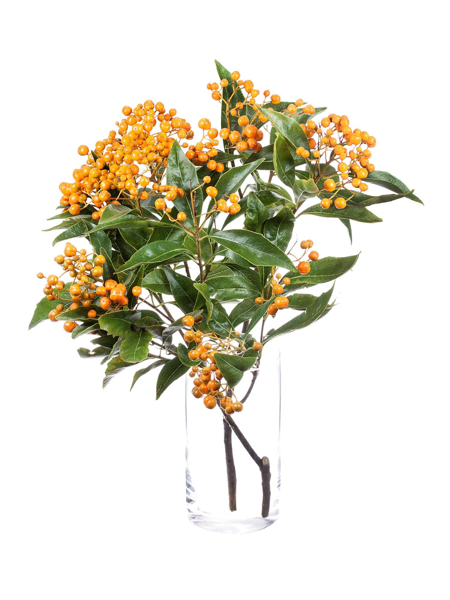 blumigo-blattwerk-pittosporum-rombifoglia-bindegr-n-orange image 2