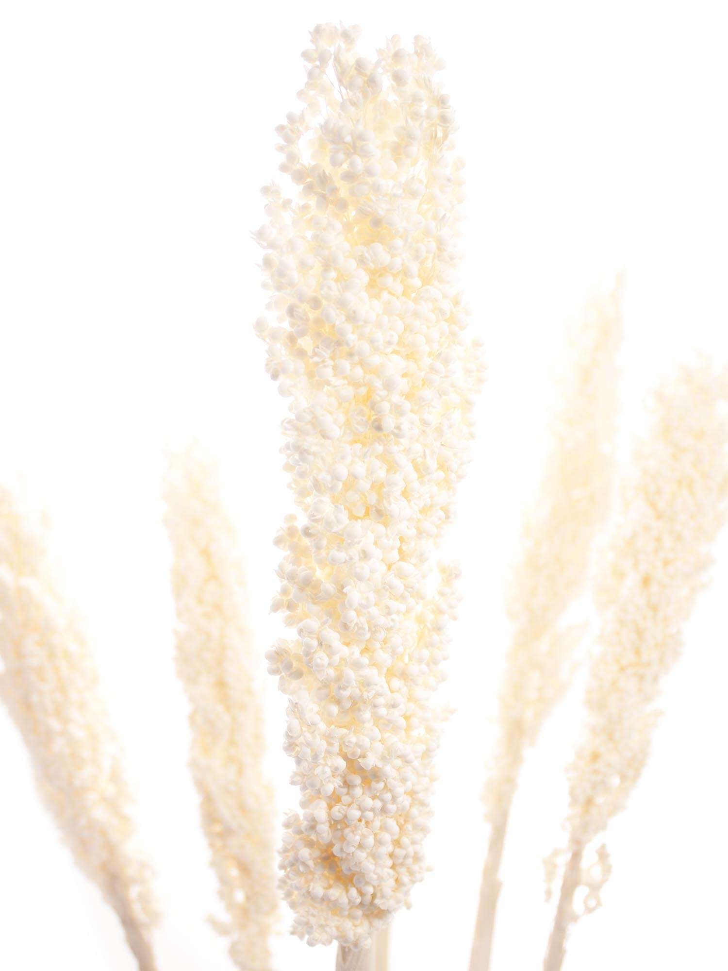 blumigo-trockenblumen-sorghumhirse-wei-creme-gebleicht image 1