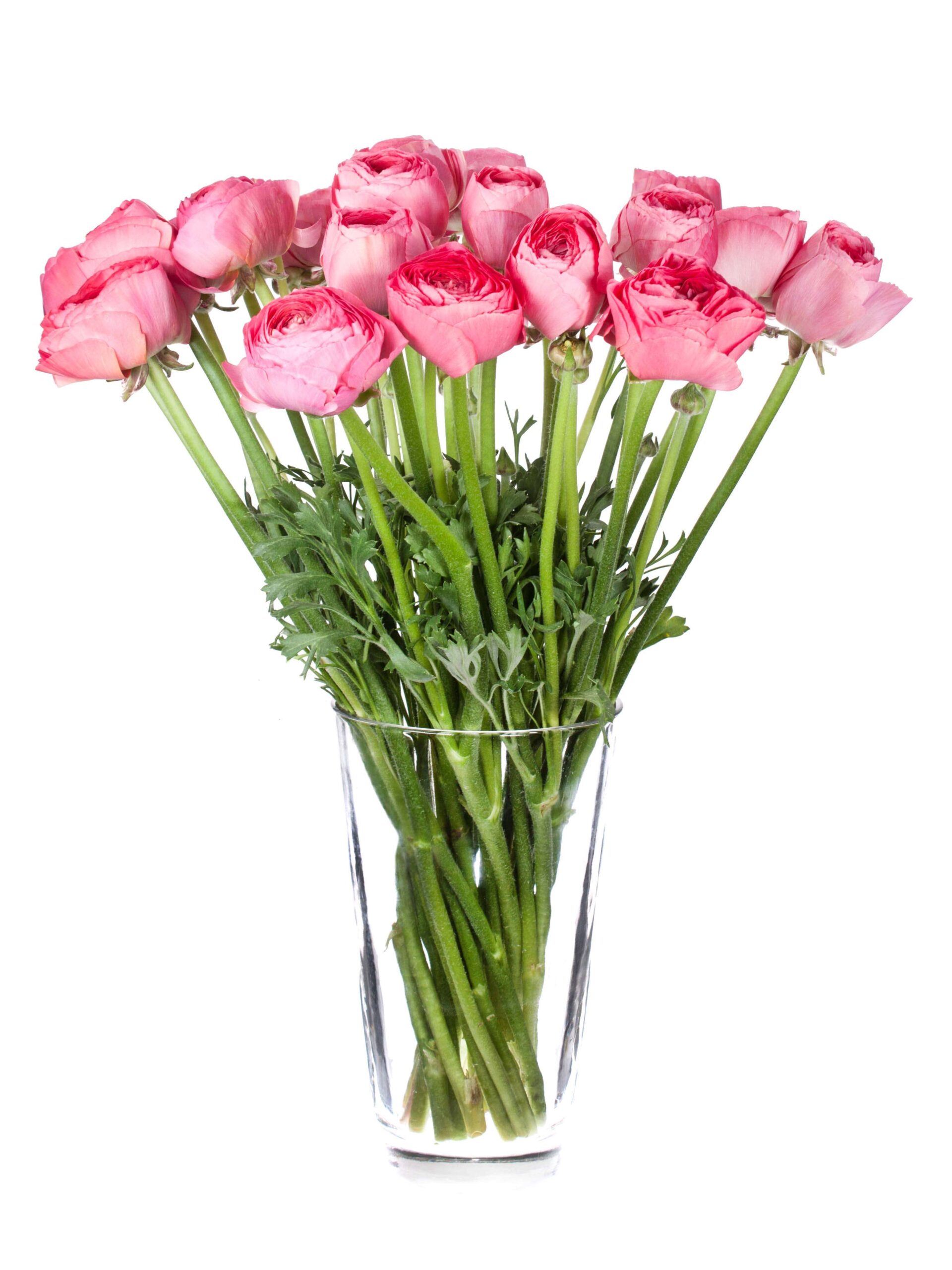blumigo-ranunkeln-xl-cloni-fragolino-schnittblumen-pink image 2