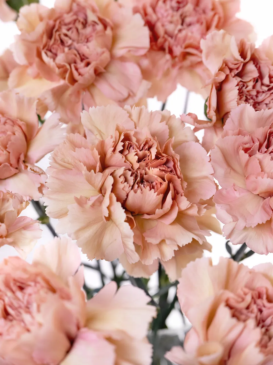blumigo-nelken-edelnelken-caramel-schnittblume-creme-beige image 1