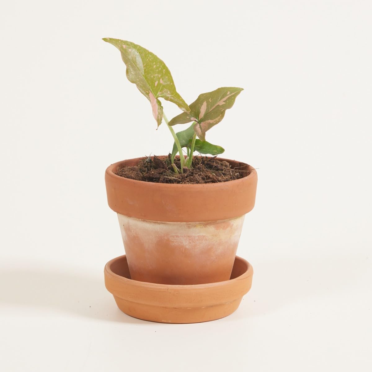plnts-babyplnts-syngonium-pink-splash-zimmerpflanze-15-cm-rosa image 6