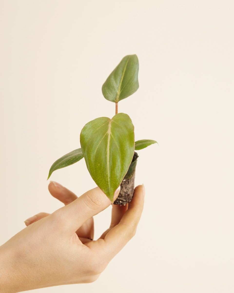 plnts-babyplnts-philodendron-gloriosum-dark-form-baby-10cm image 2