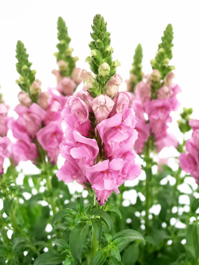 blumigo-l-wenm-ulchen-maryland-lavender-schnittblume-violett image 1
