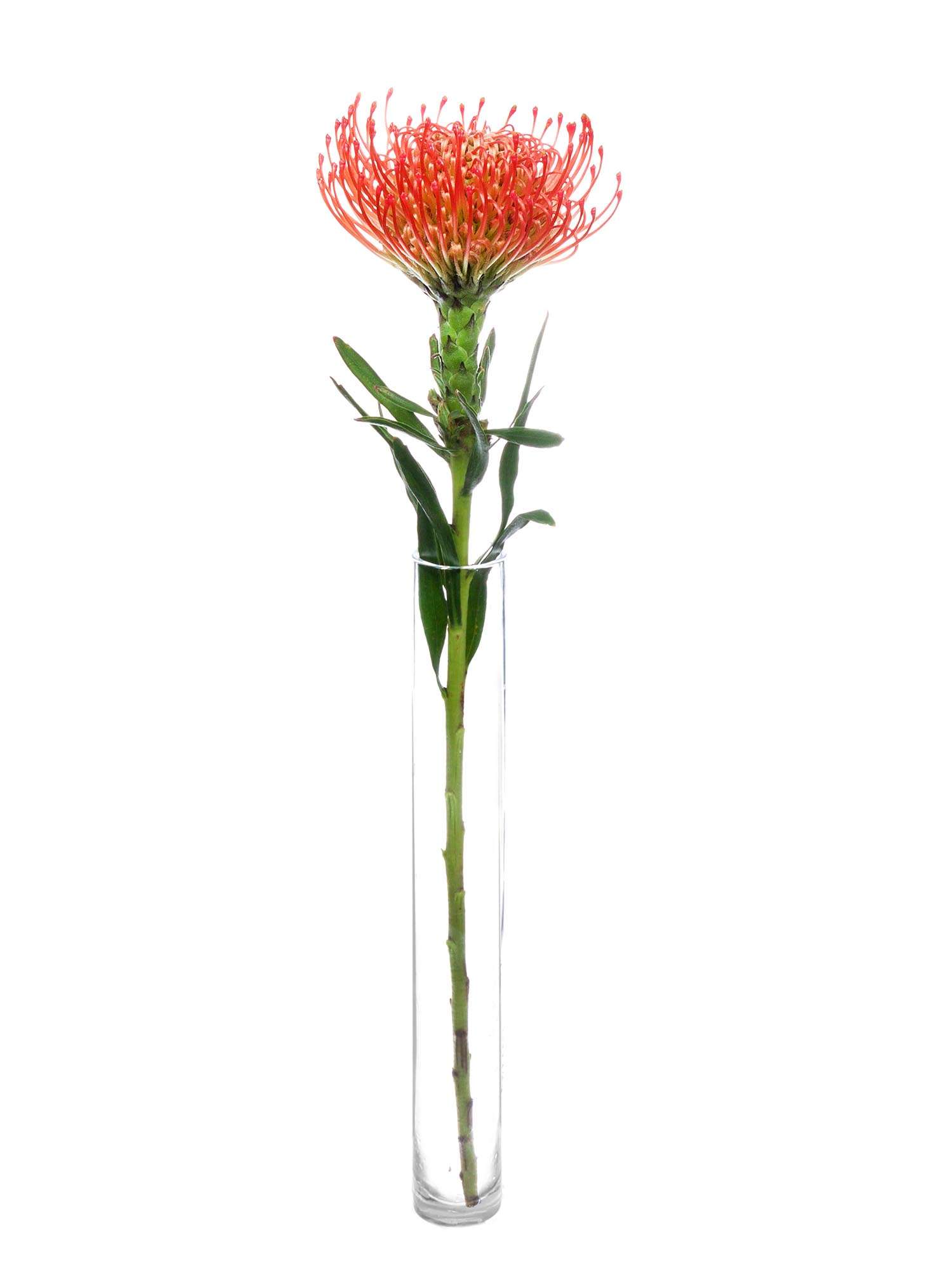 blumigo-nadelkissen-protea-succession-orange-rot-stiel image 3