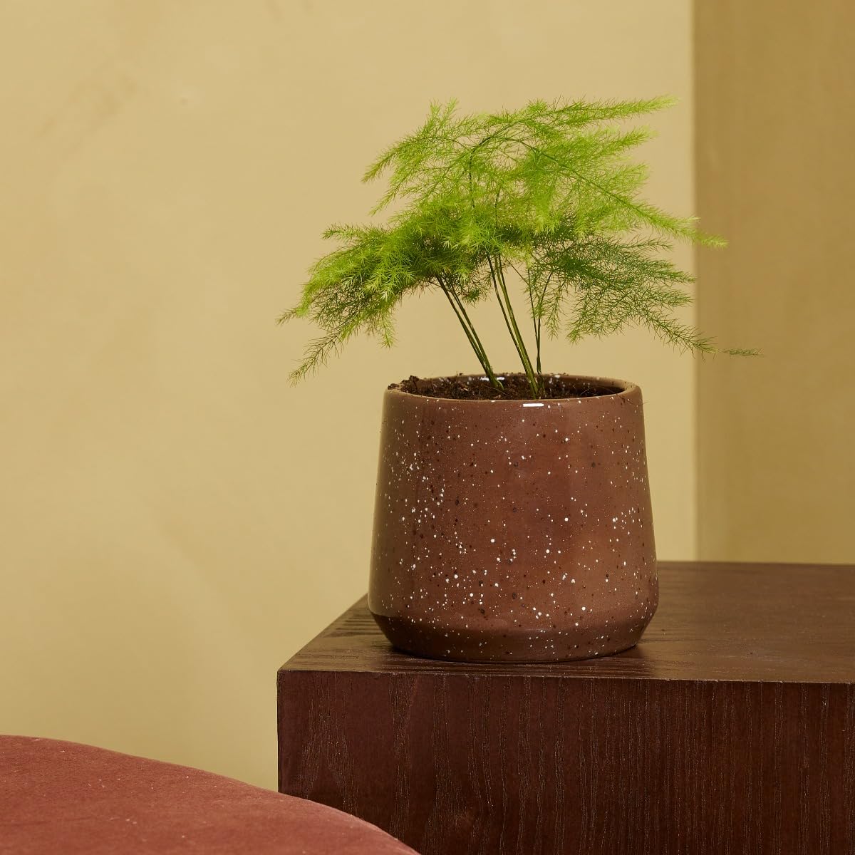 plnts-babyplnts-asparagus-fern-zimmerpflanze-15-cm-federartig image 6