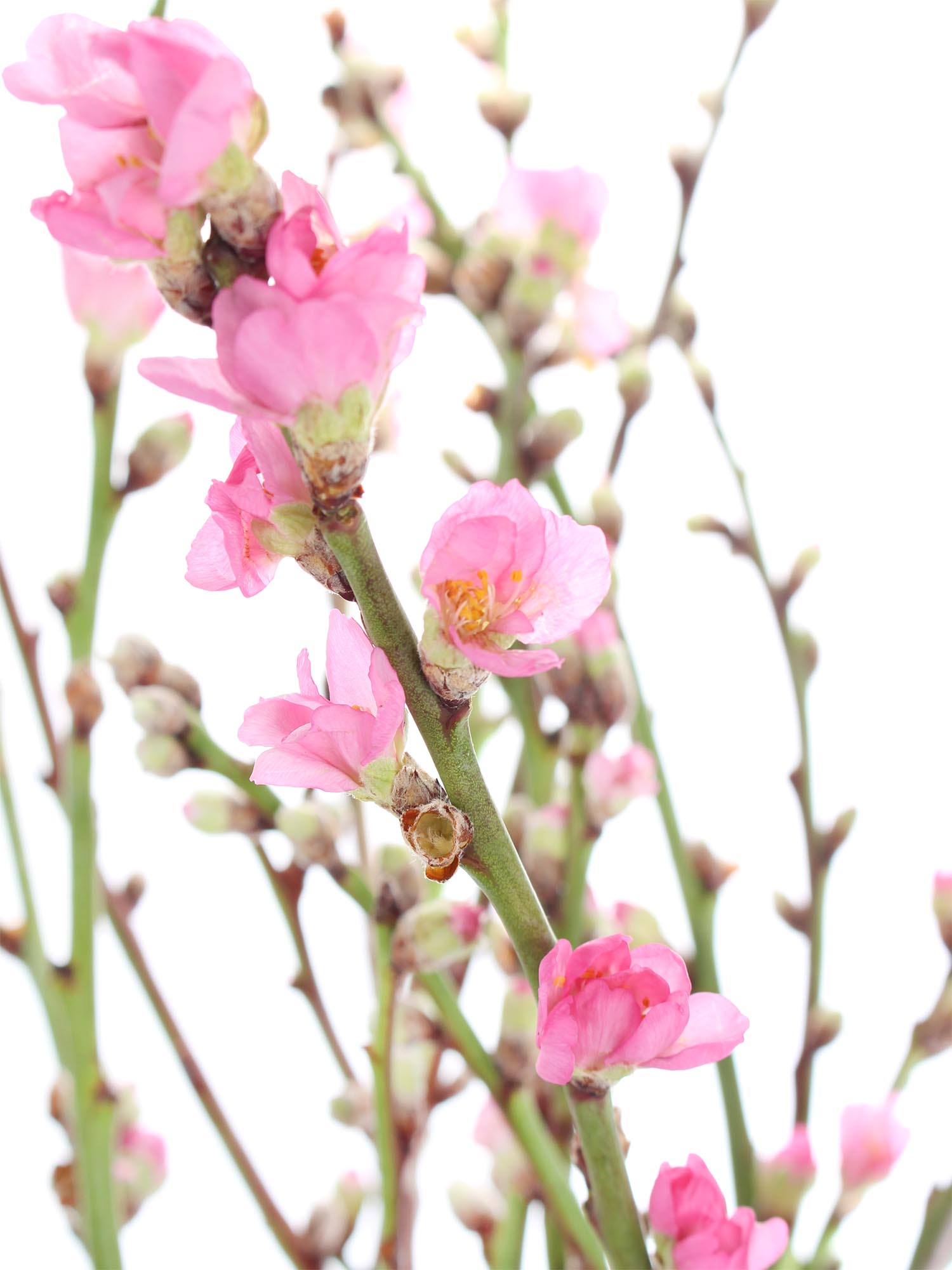 blumigo-pfirsichzweige-rosa-bl-hend-frische-schnittzweige image 6