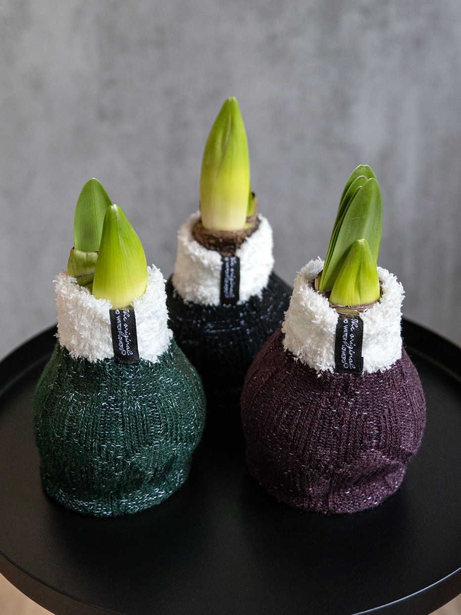 blumigo-amaryllis-knolle-fleece-burgund-wei image 2