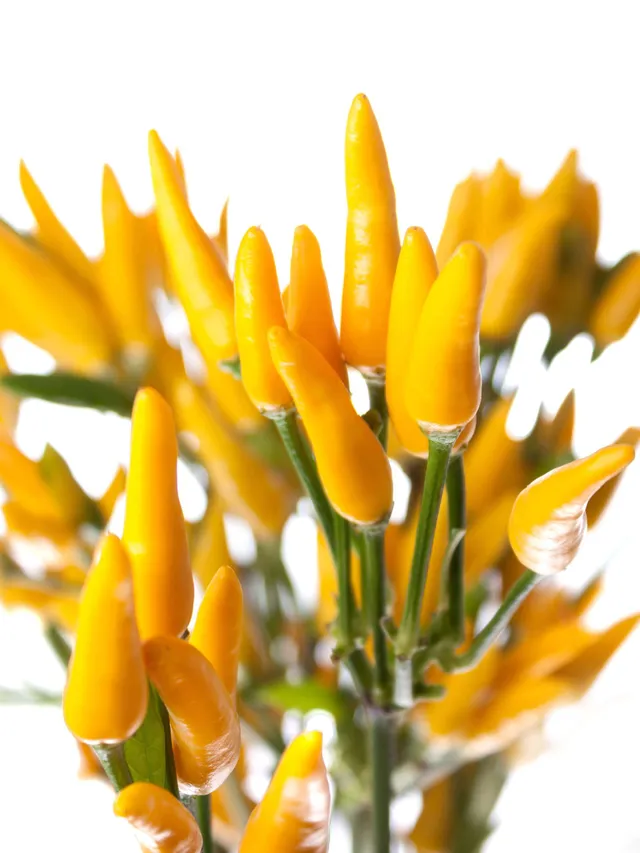 blumigo-herbstdeko-zierpaprika-gelb-topfpflanze-dekopflanze image 1
