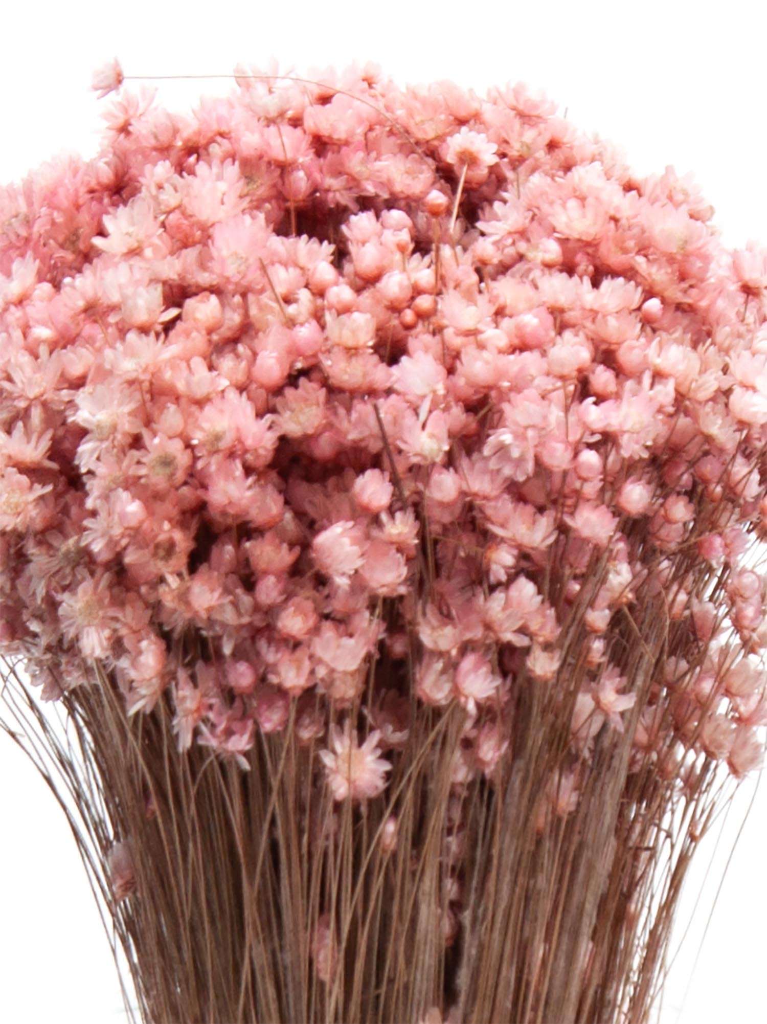 blumigo-trockenblumen-marcela-getrocknet-alt-ros-bund image 1