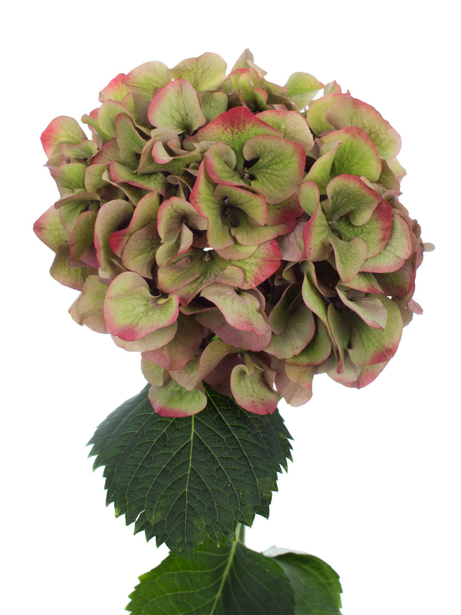 blumigo-hortensien-sibilla-classic-schnittblume-rot-gr-n image 1