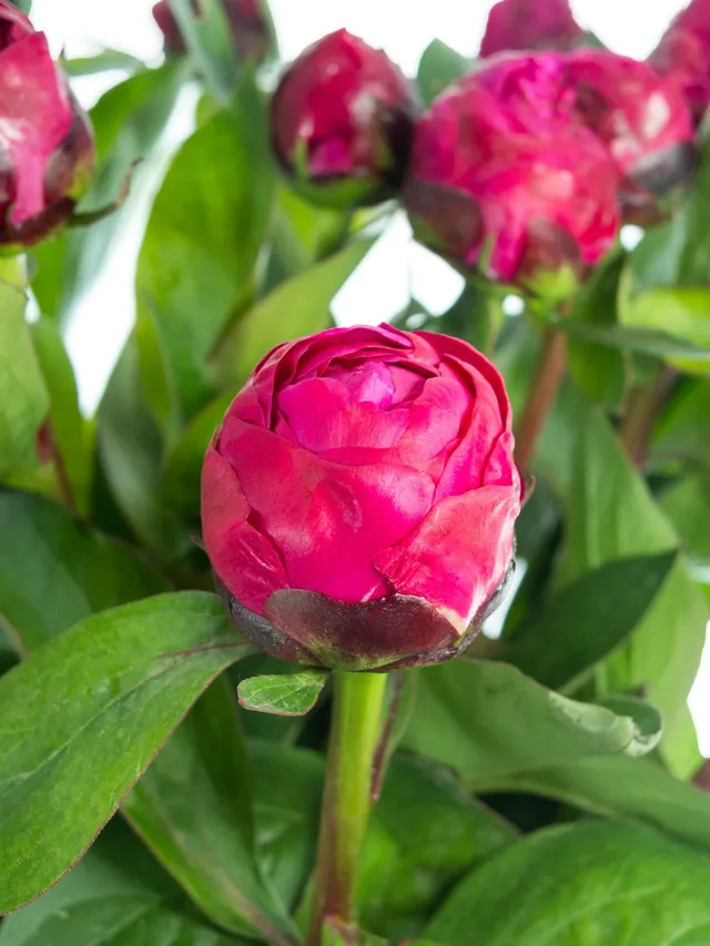 blumigo-pfingstrosen-red-sarah-bernhardt-blume-pink-einzeln image 1