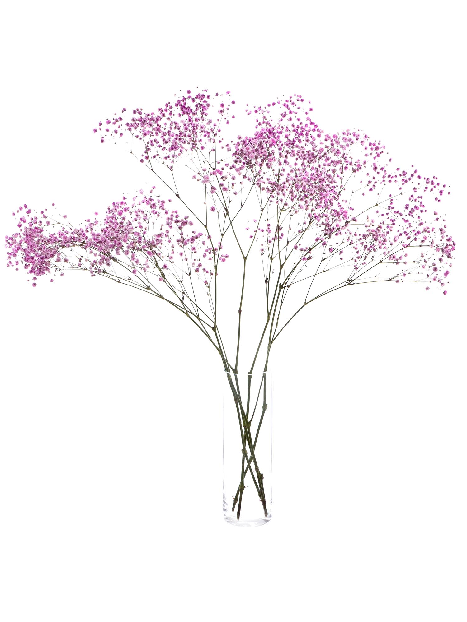 blumigo-schleierkraut-painted-pinke-schnittblumen-gef-rbt image 2