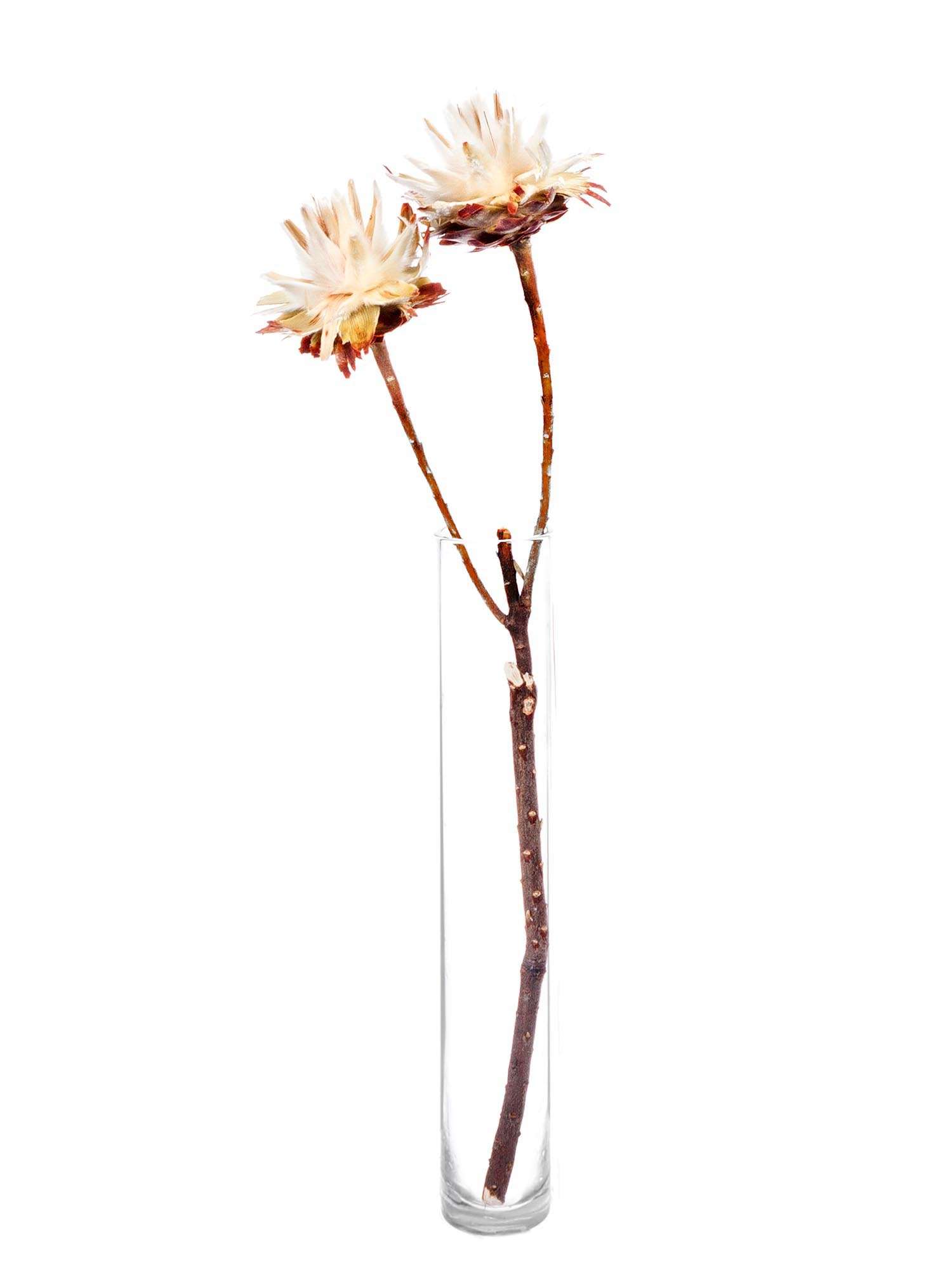 blumigo-trockenblumen-leucospermum-plumosum-creme image 3