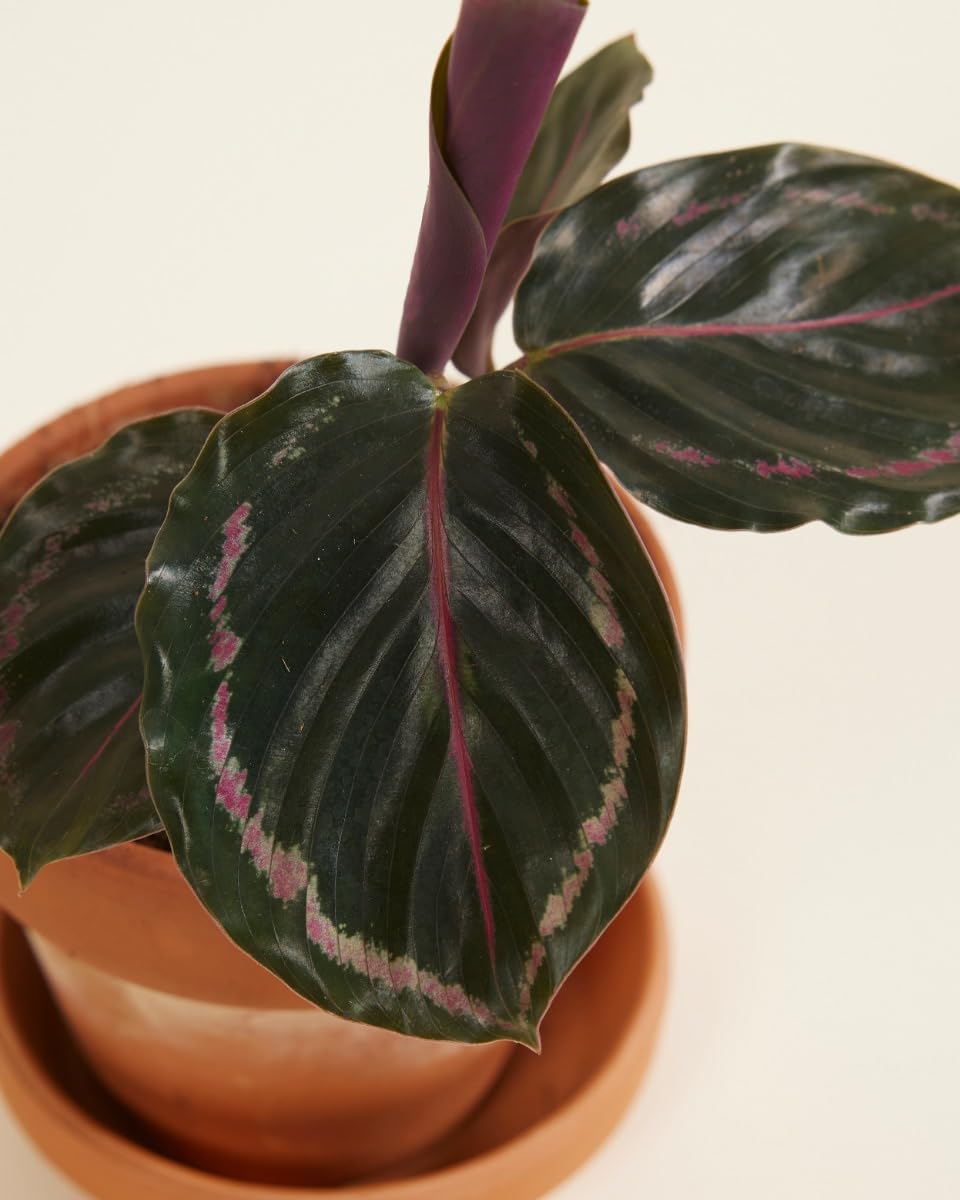 plnts-babyplnts-calathea-medallion-gebetspflanze-15cm image 3